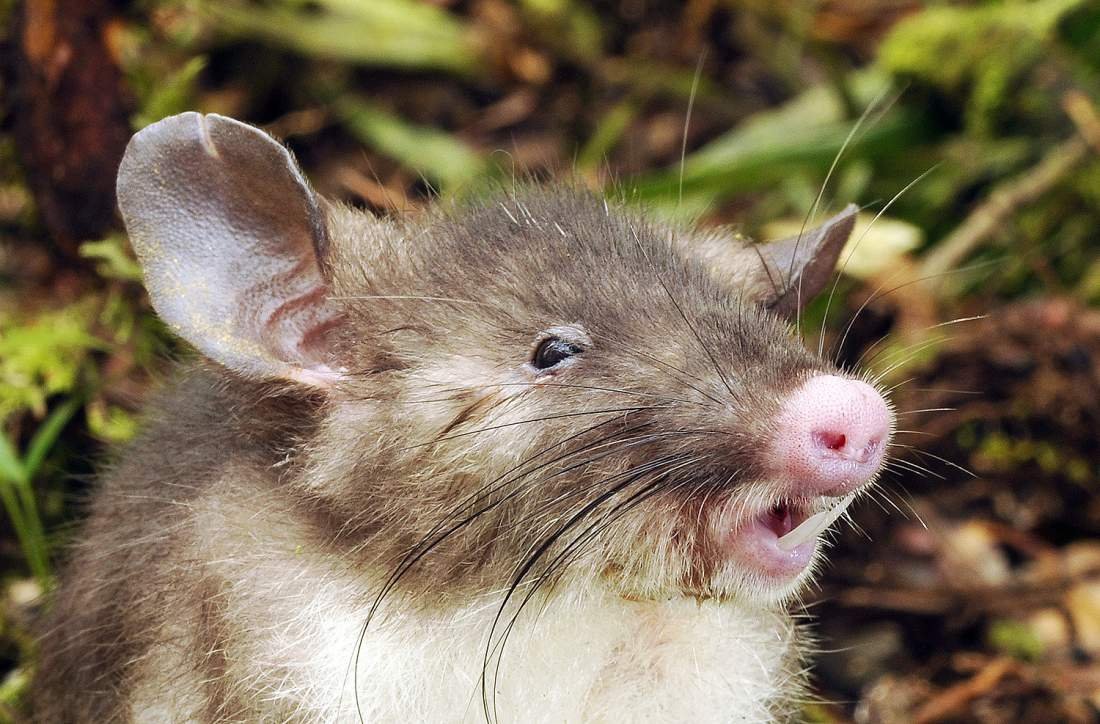 Homem encontra rato gigante no quintal de sua casa