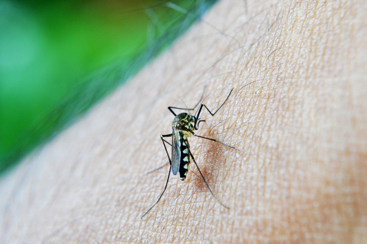 Dengue: 5 estados e DF têm mais casos este ano do que em todo 2023