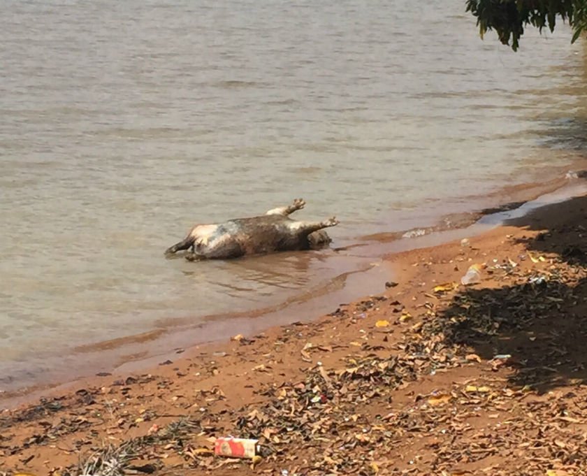 capivara resgatada