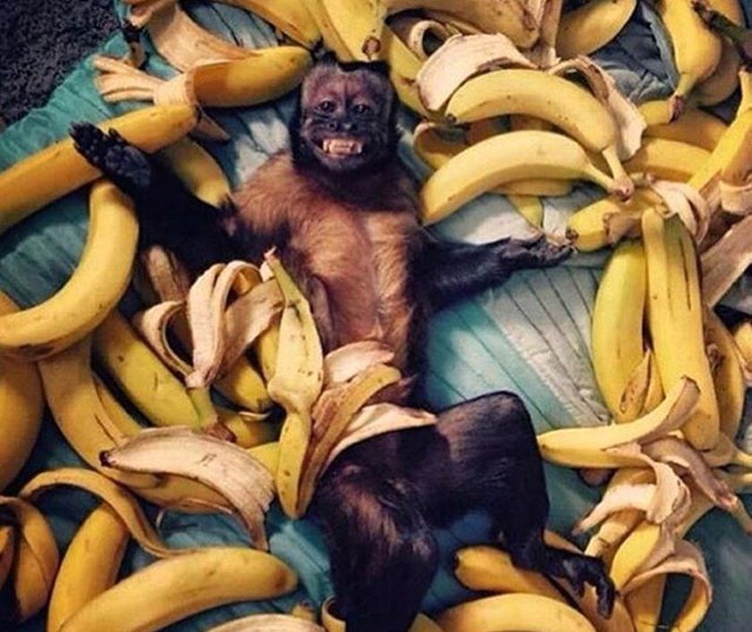 O macaco e a banana