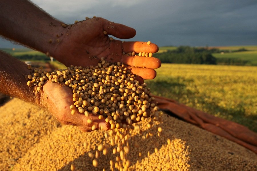 Clima chuvoso prejudicou safra de café no Paraná; plantio de soja