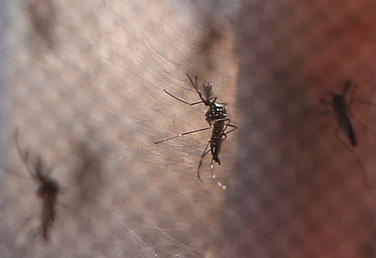 Fiocruz produz mosquito que não transmite dengue