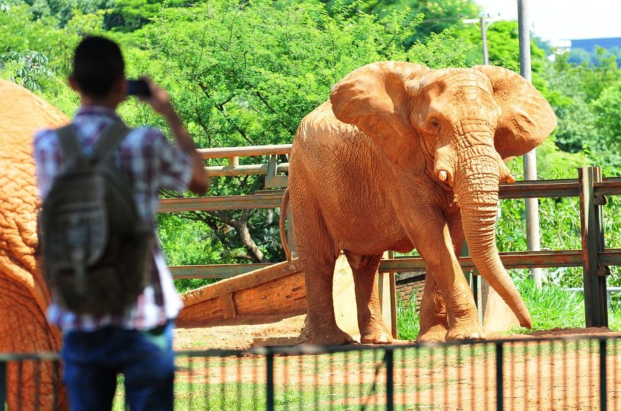 Zoológico de Brasília abre inscrições para passeios noturnos Zoológico de Brasília abre inscrições para passeios noturnos