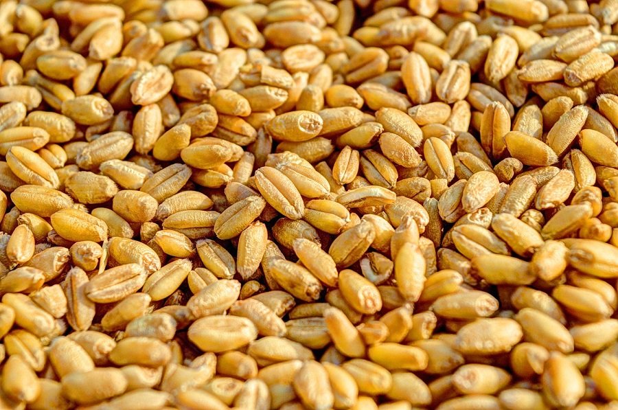 trigo grão agricultura agronegócio