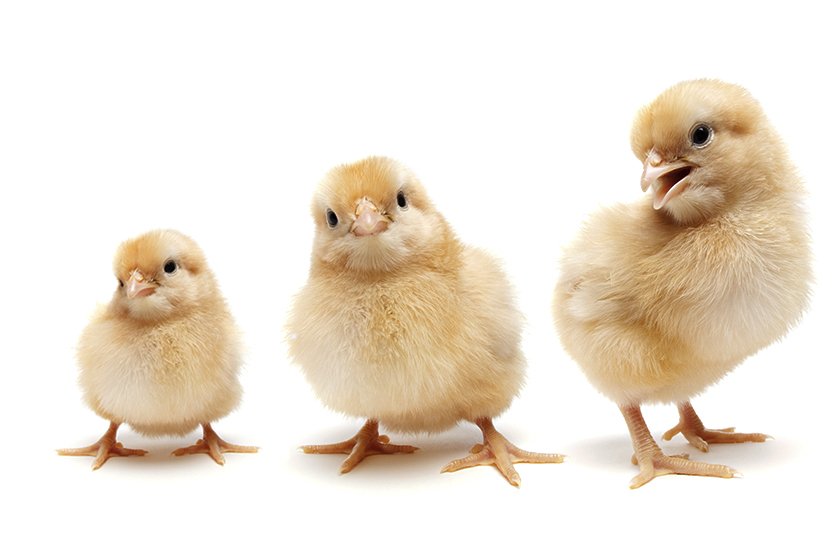 Three cute baby chickens chicks