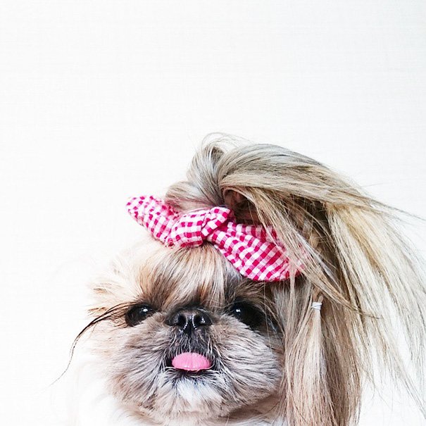 Cachorrinha vira-lata muda de penteado todo dia e faz sucesso no Instagram  | Metrópoles - Metrópoles