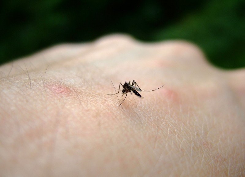 Aedes-Egipt-iStock_000001004483_Small-1-800×577