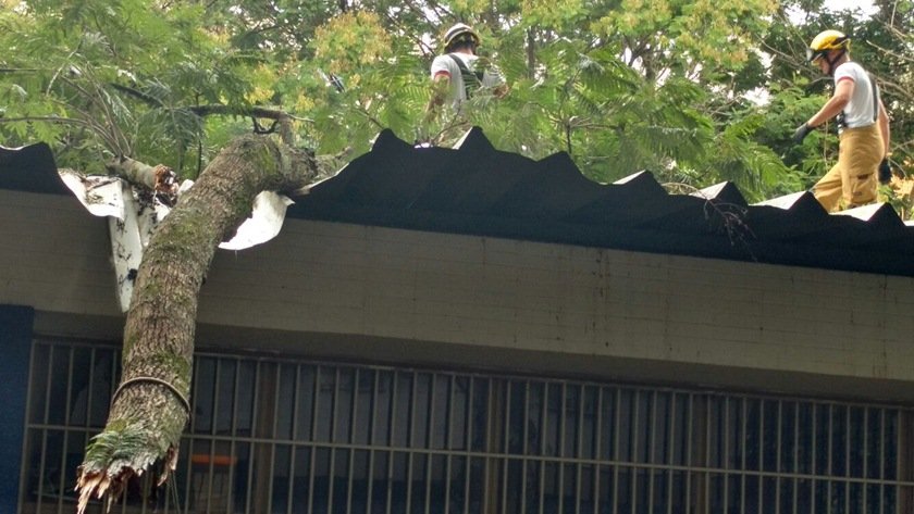 Árvore cai sobre escola pública na Asa Sul e causa danos