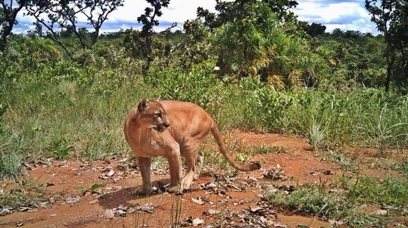 Foto de Puma no Parque Nacional de Brasília agita o Facebook