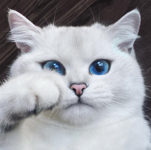 coby-the-cat