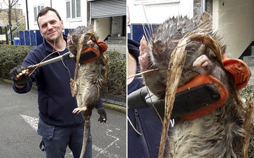 O rato do tamanho de um bebê capturado em jardim na Inglaterra