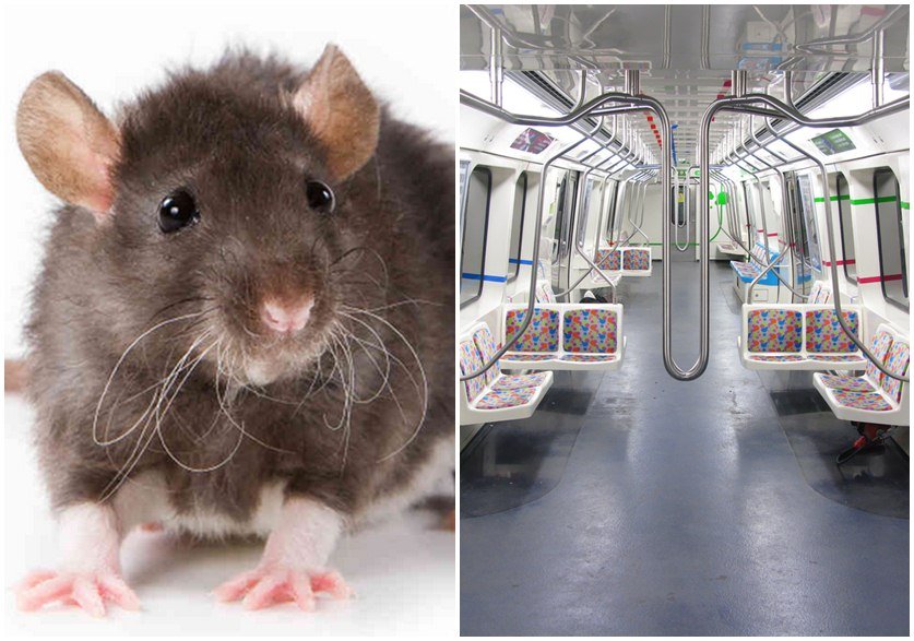 RATOS DE NOVA YORK INVADEM O METRÔ!