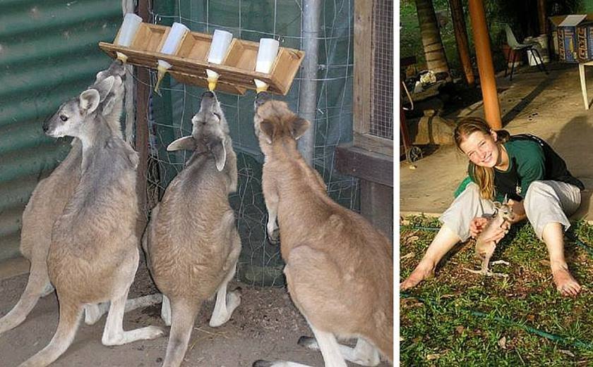 Imagens chocantes mostram como os animais são mortos para uma