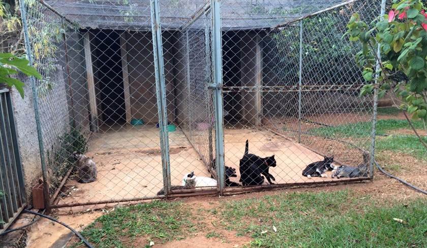 Médica assassinada em Sobradinho II abrigava animais abandonados. Grupo faz campanha de adoção