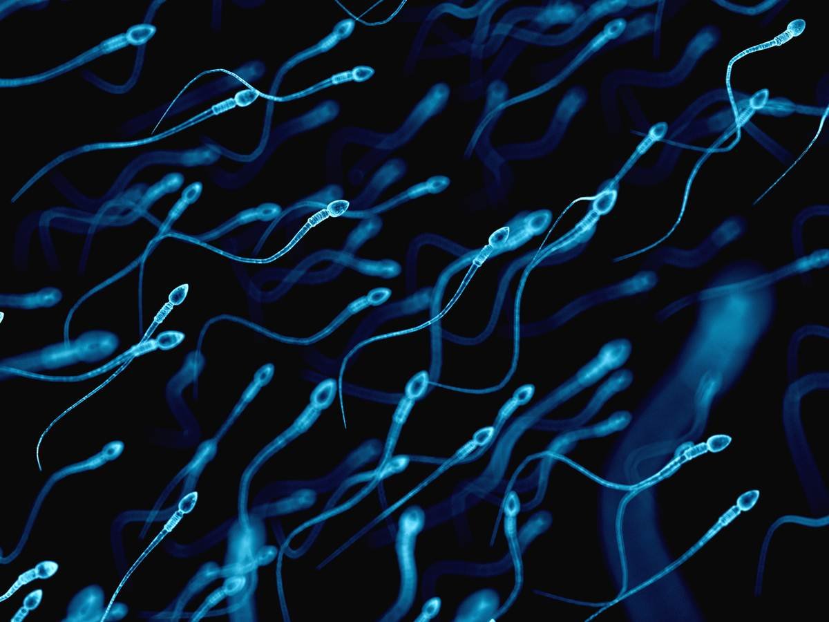 ilustração de espermatozoides