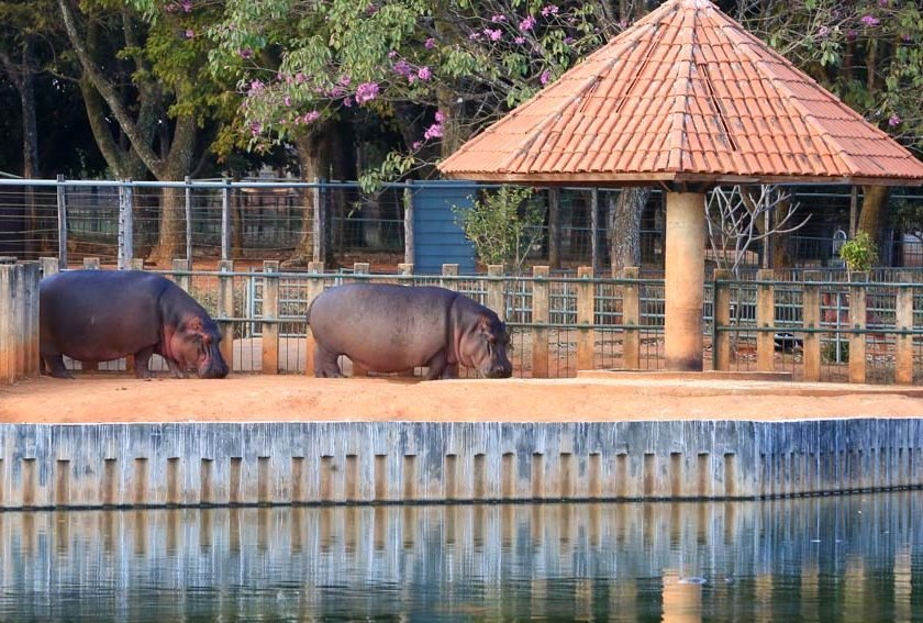 Zoológico de Brasília comemora 60 anos nesta semana