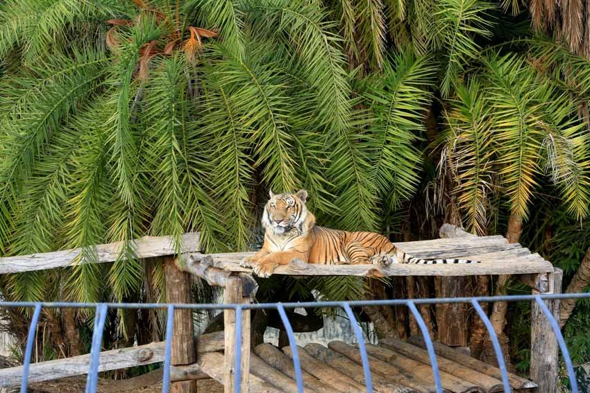 O melhor dessa reportagem é no final o tigre p..to da vida se explic