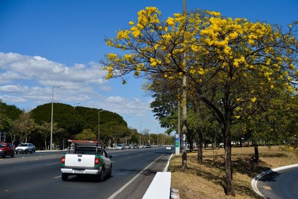 Florada de ipês-amarelos começa a colorir o Distrito Federal | Metrópoles