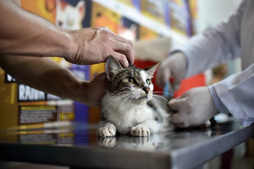 animal doméstico, gato, vacinação