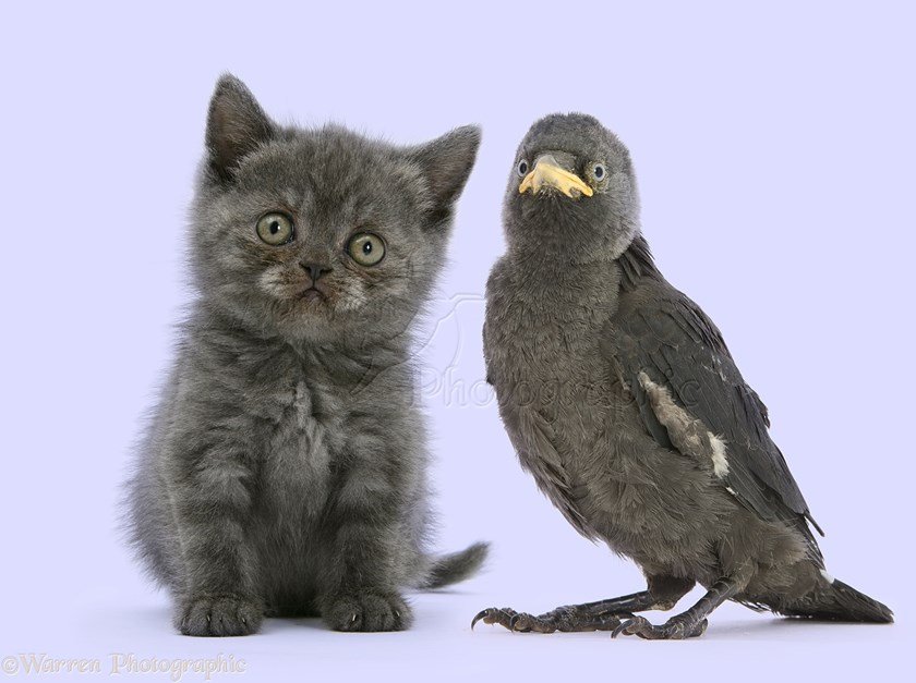 Grey kitten and baby Jackdaw (Corvus monedula)