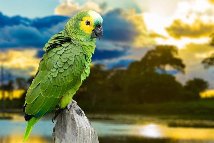 Green Parrot in Pantanal, Brazil