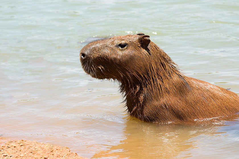 Capivara