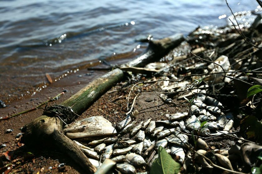 Peixes mortos Lago Paranoá