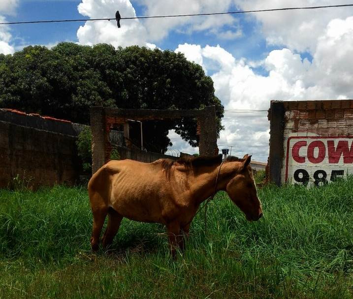 Foto de cavalo pintado foi publicada fora de contexto, diz entidade