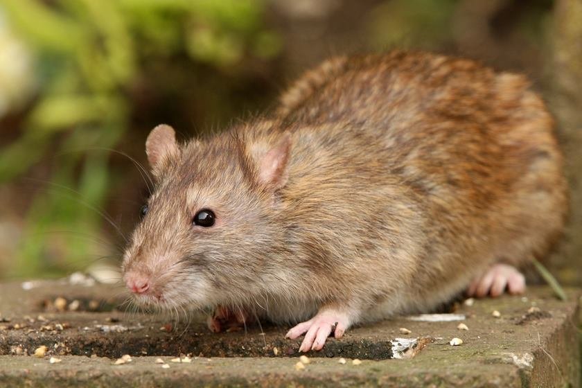 RATO GIGANTE COME UM LEÃO INTEIRO