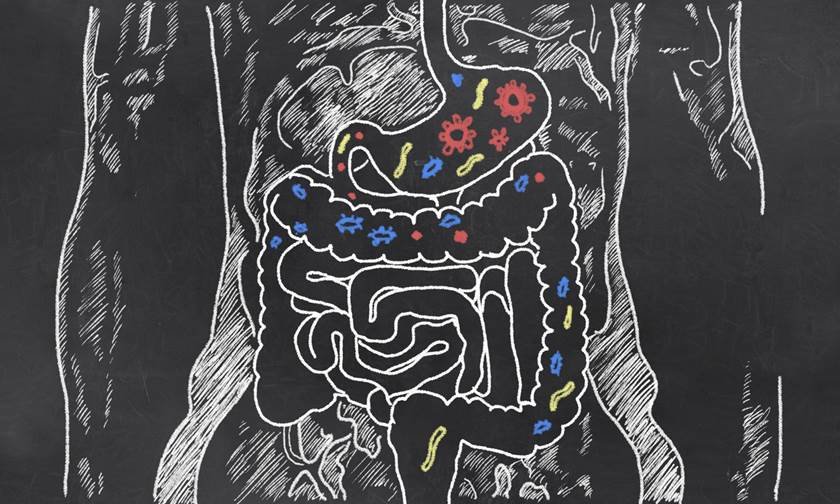 ilustração de intestino