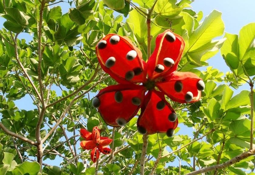 Conheça ingredientes do cerrado que estão ameaçados de 