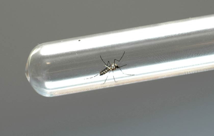 Mobilização contra o mosquito da dengue