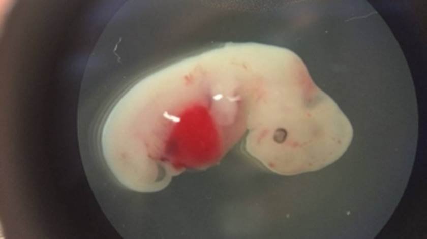 Cientistas criam embrião híbrido parte porco parte humano Metrópoles
