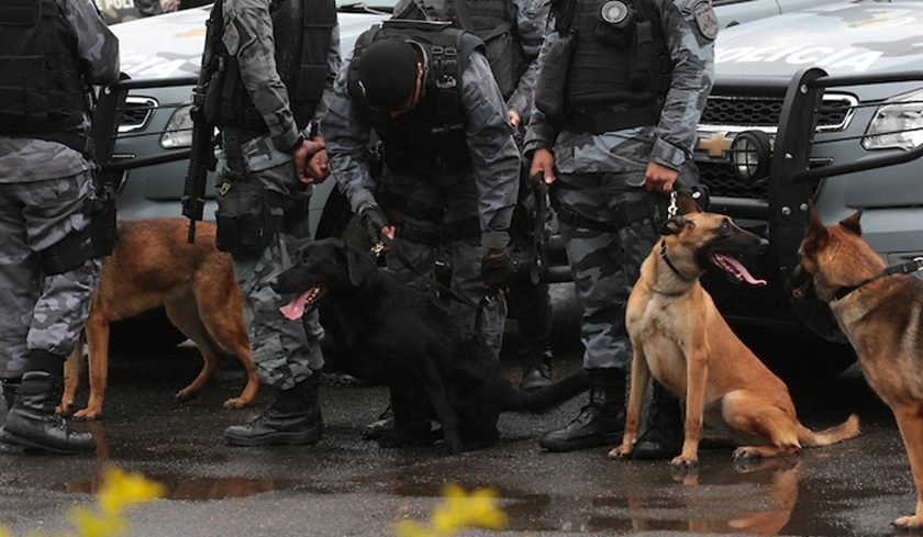 irmãos do tráfico, polícia militar, cães farejadores