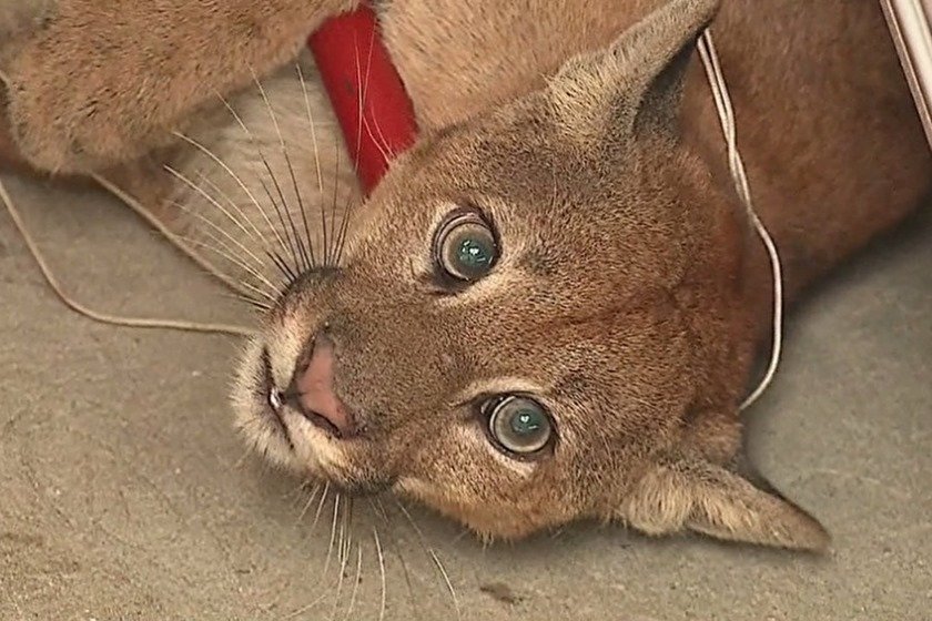 Onça-parda, quais as características desse felino?