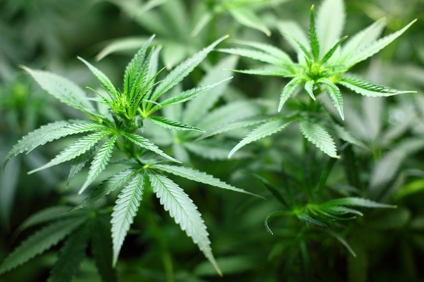 goias derruba veto de projeto de lei que dispõe sobre o uso de cannabis medical