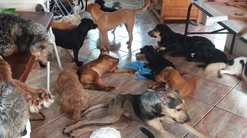 rsz_cachorrada