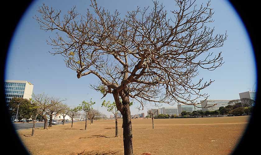 Árvore sem folha na Esplanada dos Ministérios