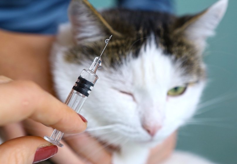 Nach menschlicher Infektion wurden 21.200 Haustiere in DF gegen Tollwut geimpft