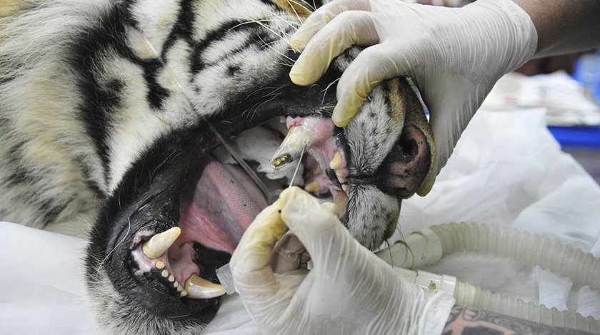 Exames gerais são rotina para os animais do Zoo de Brasília