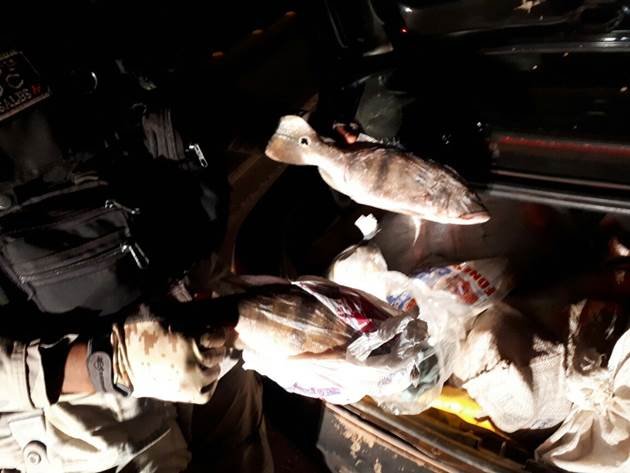peixe 2