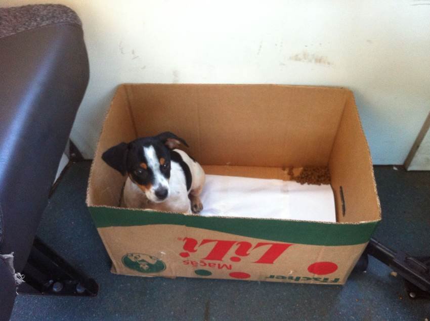 dog