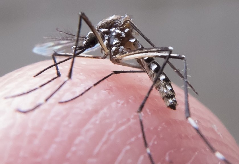 Foto mostra o mosquito Aedes aegypti, que transmite a dengue e a zika