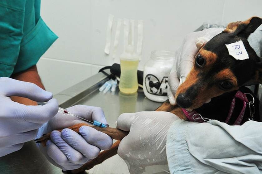 Resultado de imagem para Cachorro recebe anestesia para cirurgia de castração (Foto: Tony Winston/Agência Brasília.)