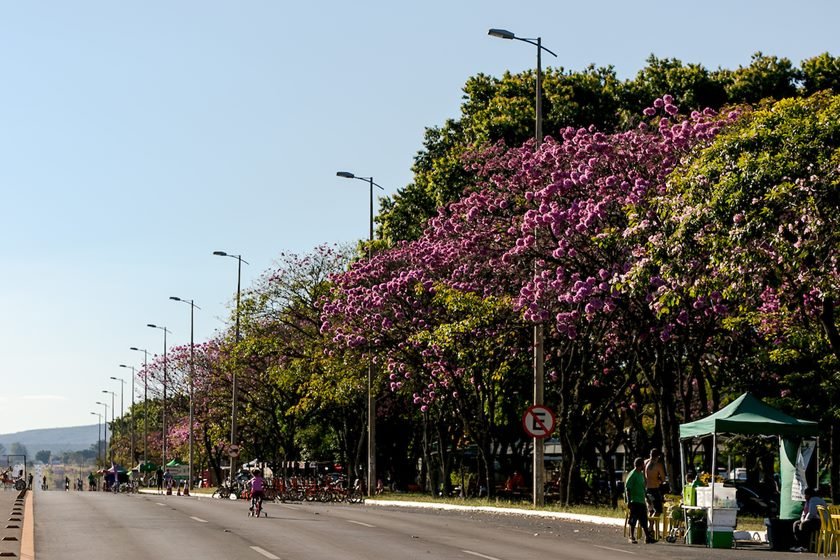 Arvore com flores roxas