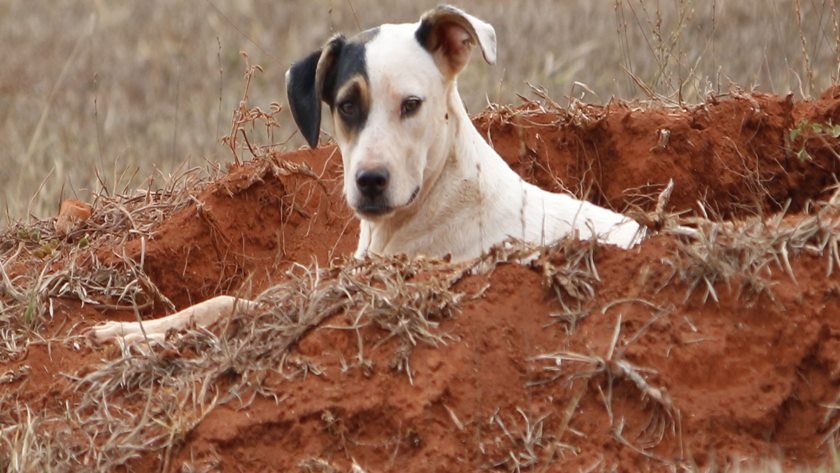 campanha ajude a Agatha