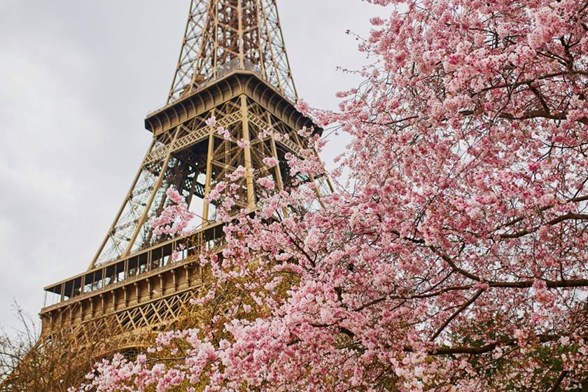 Cherry blossom flowers with Eiffel tower in Paris