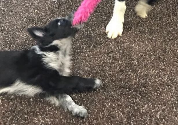 SWNS_DEAD_PUPPY_02