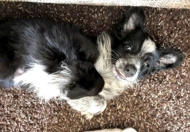 SWNS_DEAD_PUPPY_01