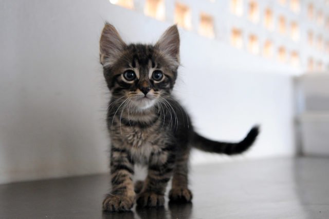 gato-animais-domesticos-adocao-zoonose-gabriel-jabur--640x427